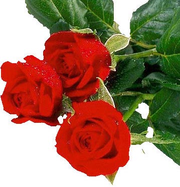 Roses